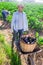 Grower carrying handcart with crop of eggplants in vegetable garden