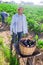 Grower carrying handcart with crop of eggplants in vegetable garden