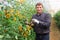 Grower checking crop of yellow cherry tomatoes in greenhouse