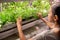 Grower checking seedling in hothouse