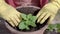 Grower is covering roots of green sprout by ground in flower pot in sunny day in springtime, close-up view