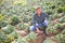 Grower inspecting diseased savoy cabbage on farm field