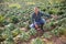 Grower inspecting diseased savoy cabbage on farm field