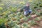 Grower in protective mask showing diseased cabbage on field