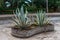 Growing agave in decorative pool