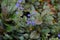 Growing Ajuga or Bugleweed or Ground Pine with purple flowers