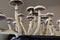 Growing Albino A strain. Psilocybin cubensis mushroom. Magic shroom. Fresh Psilocybin shroom