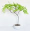 Growing American Wisteria Bonsai Tree