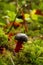 Growing amongst the little ferns: Zeller`s Bolete, Battle Ground Lake, Lewisville, WA, USA