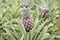 Growing ananas, pineapple plant close up