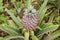 Growing ananas, pineapple plant close up