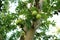 Growing apple tree