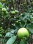 Growing apples