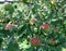 Growing apples on the apple-tree branch