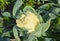 Growing Ñauliflower in the vegetable garden, large white and firm cauliflower head is ready for harvesting