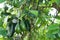 Growing Avocado on the tree,Avocados growing on a tree