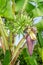 Growing banana blossom