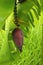 Growing banana blossom on banana tree