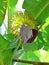 Growing banana blossom on banana tree