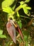 Growing bananas with banana flower and buds.