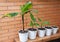 Growing Bananas - How To Grow Banana Plants. Transplant Flowers In Pots. Banana plant, Banana trees, banana plants