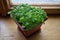 Growing basil herb from seeds