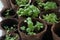 Growing basil at home. Microgreens. Healthy eating