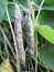 Growing beans in the garden