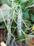 Growing beans in the garden