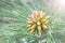 Growing beautiful pine cones on the pine tree among pine needles, closeup.