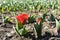 Growing beet seedlings red flower. Young, sprouted beet with brown earth