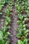 Growing beet seedlings. Young seedlings of beets on a farm bed. Organic farming concept. Selective focus