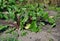 Growing beetroot