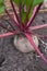 Growing beetroot on the vegetable bed