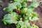 Growing beetroot in a vegetable garden.