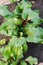 Growing beetroot in a vegetable garden.