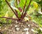 Growing beetroot in a vegetable garden