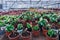 Growing of begonia in plastic flower pots in greenhouse