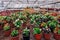 Growing of begonia in plastic flower pots in greenhouse