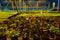 Growing of begonia in plastic flower pots in greenhouse