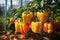 Growing bell pepper crops in a large greenhouse. Vegetable business