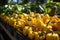 Growing bell pepper crops in a large greenhouse. Vegetable business