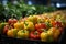 Growing bell pepper crops in a large greenhouse. Vegetable business