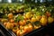 Growing bell pepper crops in a large greenhouse. Vegetable business