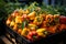 Growing bell pepper crops in a large greenhouse. Vegetable business