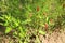 Growing bell peppers in a backyard farmhouse organic vegetable concept.