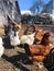 Growing bio chickens in a village. Colourful hens and roosters. Free-range chicken on an organic farm