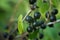 Growing black currant berries, bush. Harvest