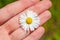 Growing and blooming chamomile in the garden, in the hands of a man