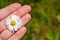 Growing and blooming chamomile in the garden, in the hands of a man